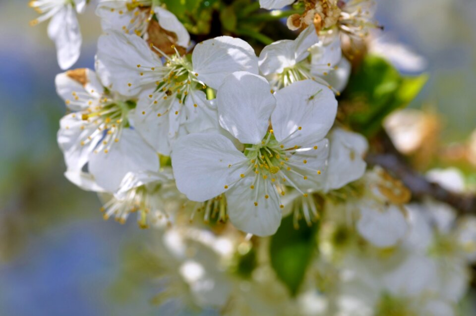 Spring apple flowering trees photo