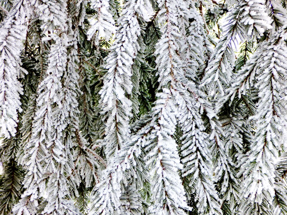 Forest holidays wood