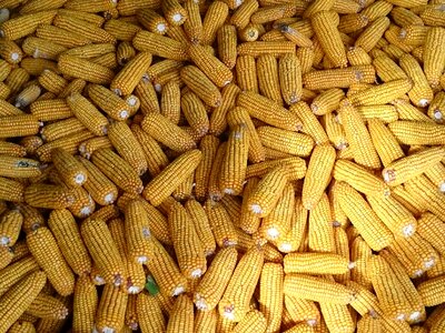 Agriculture corn harvest corn kernels
