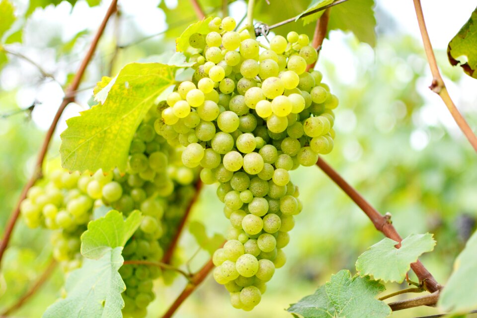 Uva vineyard vine