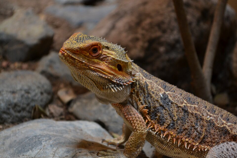 Reptile dragon animal portrait