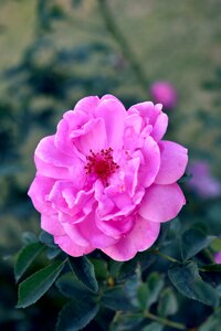 Nature floral pink