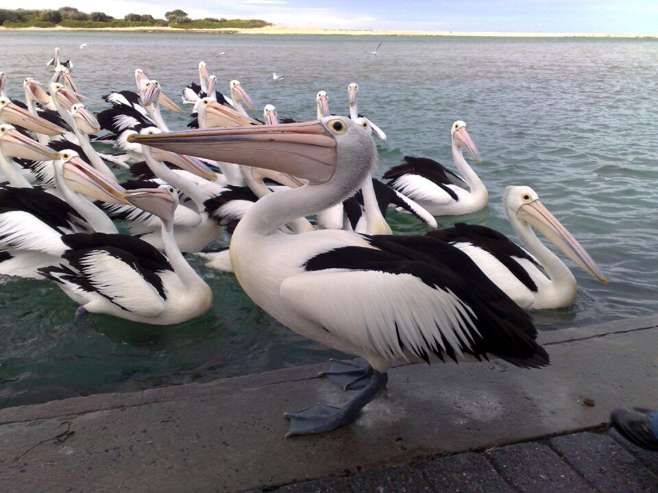 Sea wildlife nature