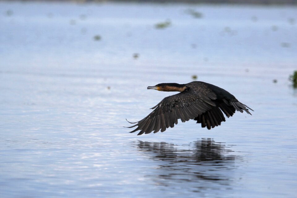 Hunter of images animal water