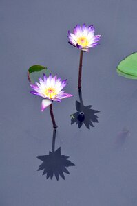 Water lily nature lotus