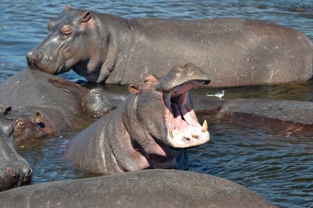 Hippopotamus river mouth photo