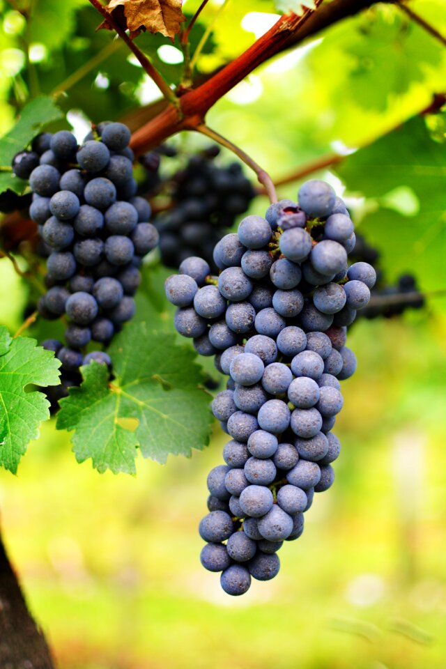 Uva vineyard vine