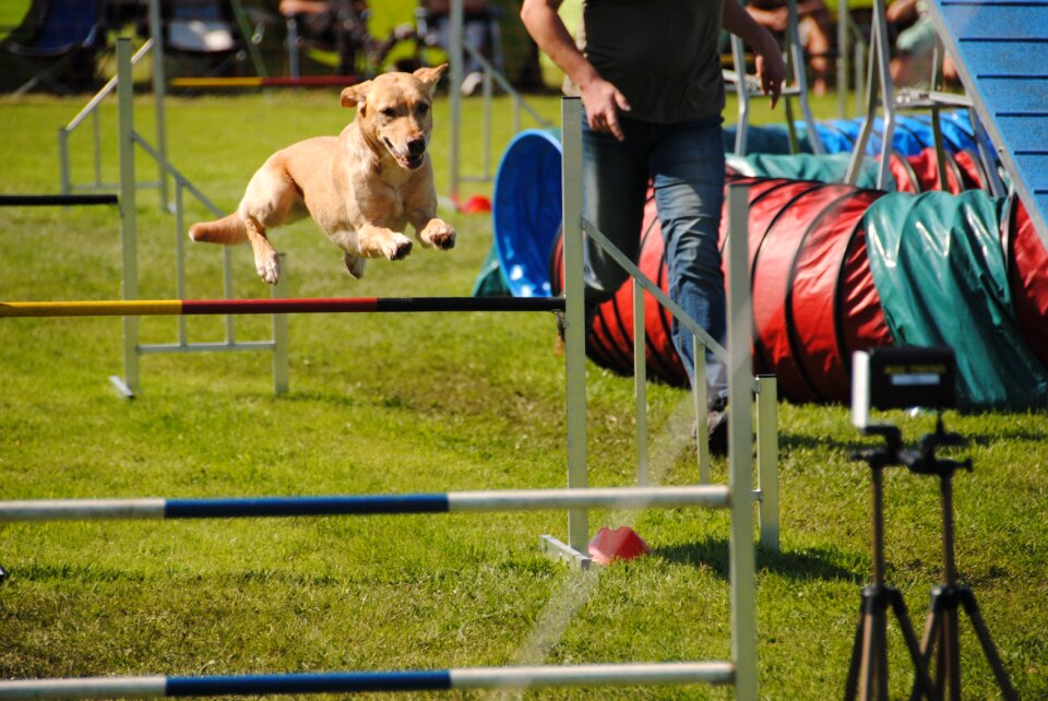 Hundesport fun competition photo