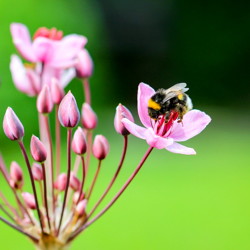 Insect nature close up