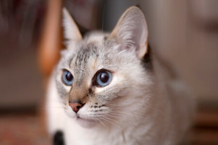 Domestic cat cat's eyes sweet photo