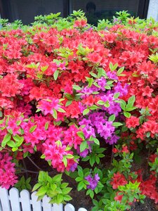 Nature pink flower red flowers photo