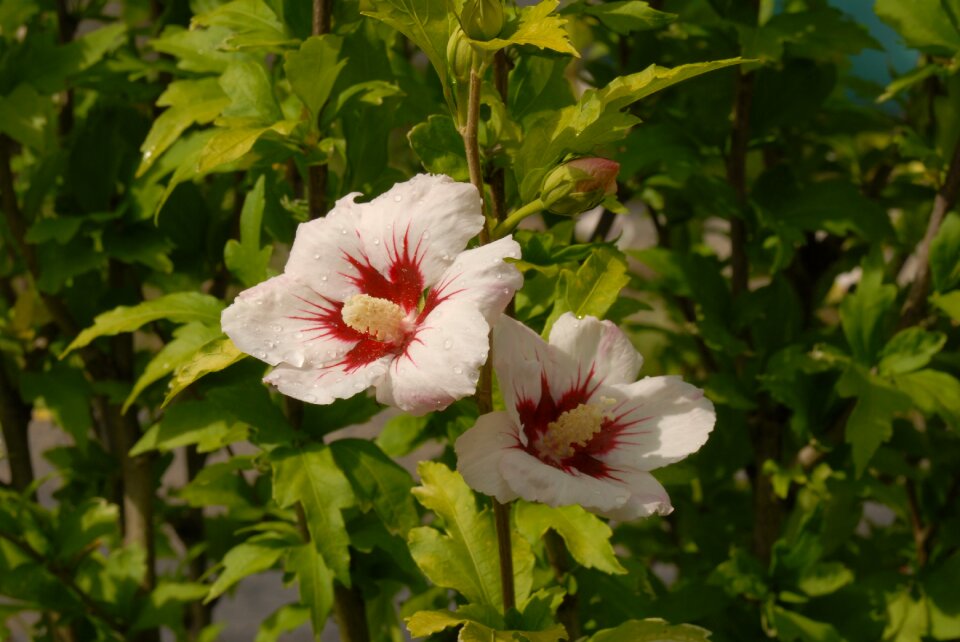 Hibiscus flower garden