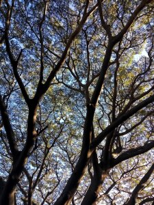 Trunk branches leaves