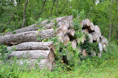 Log trees tree trunks