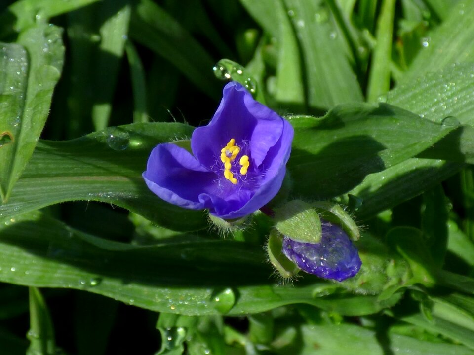 Morning drops of water plants