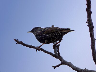 Lookout bird winter