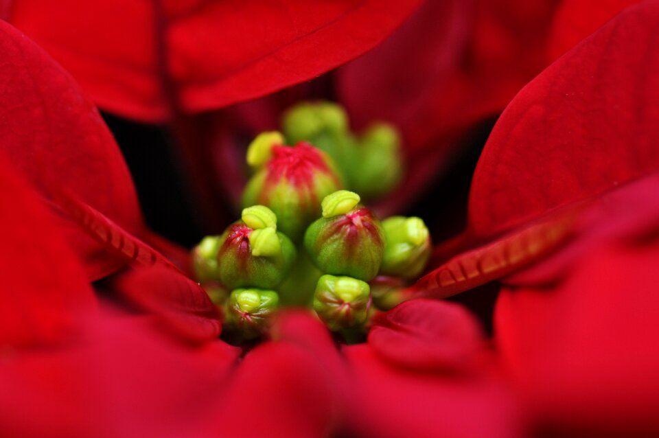 Plant red petals christmas