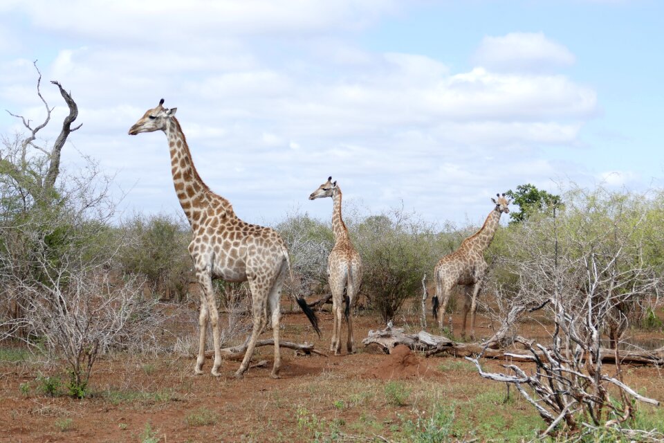Wild kruger african