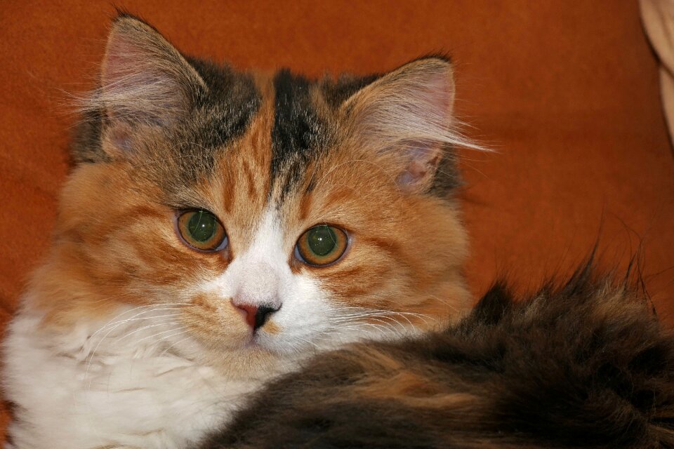 Domestic cat kitten young cat