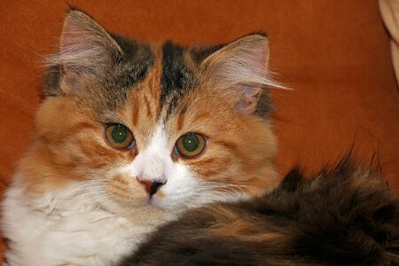 Domestic cat kitten young cat