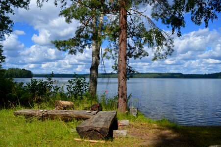 Summer tree lake in finland photo