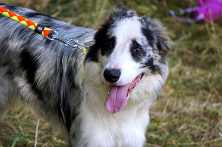 Animals pets obedient dog