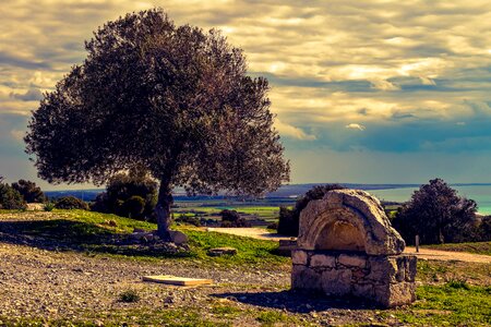 Architecture olive tree landscape