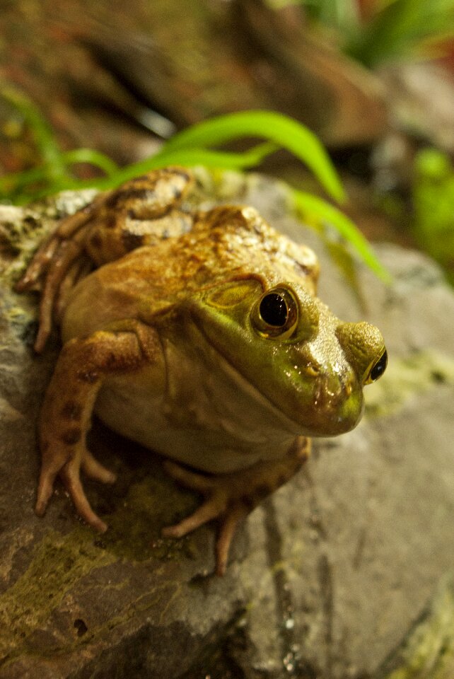Toad cute funny