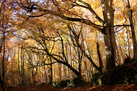 Celtic mystical nature