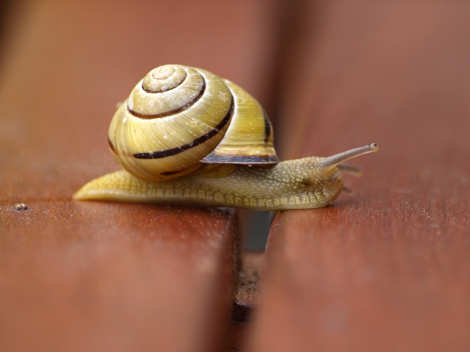 Shell mollusk slowly
