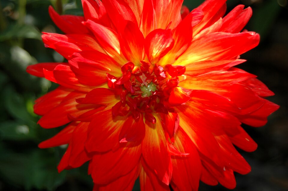 Flower petal blossom