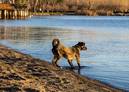 Hunting trained dog beach