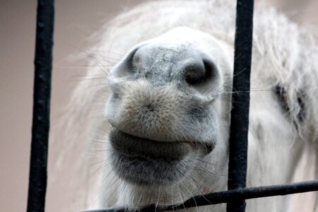 White pony zoo the nostrils photo