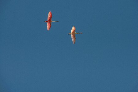 Flying freedom wildlife
