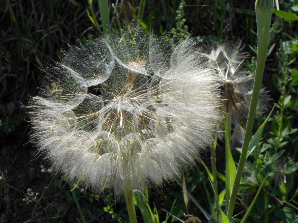 Dandelion flower Free photos