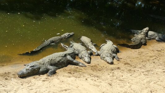 Wildlife danger india photo