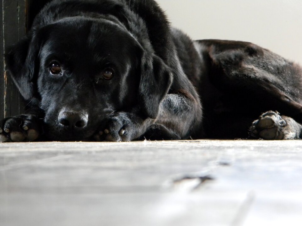 Black labrador animal domestic animals
