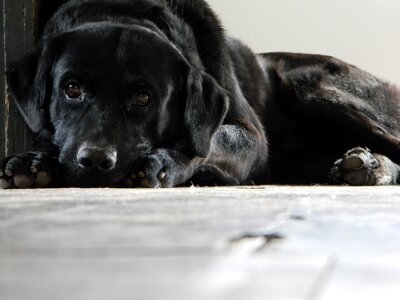 Black labrador animal domestic animals photo