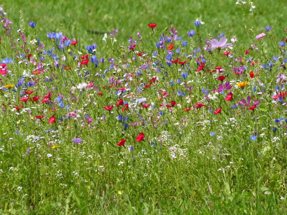 Nature wild flowers summer meadow