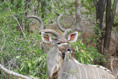 Wild antelope kruger photo