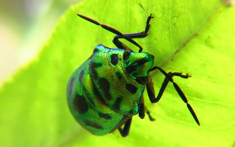 Nature bug leave