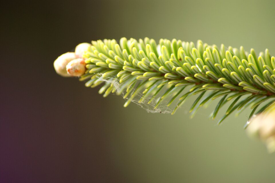 Tree branch nature