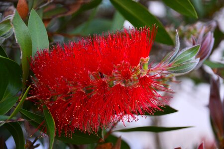 Nature flora botany