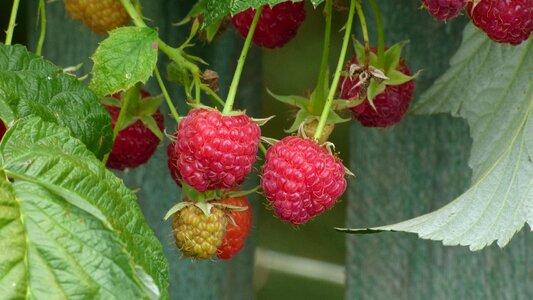 Raspberry garden berry