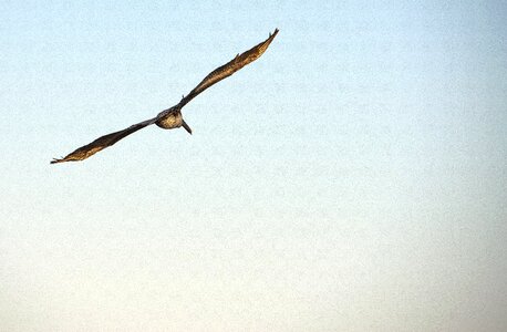 Flight sky wildlife photo
