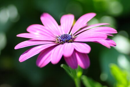 Stamen pistil depth of field