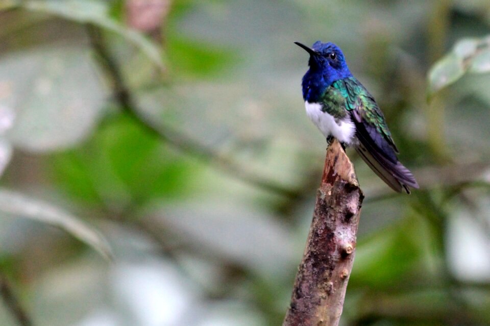 Nature birds Free photos