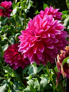 Garden pink plant