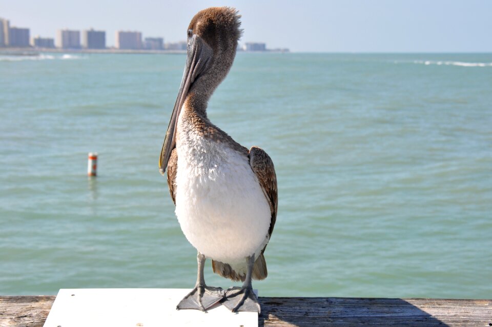 Boardwalk dock sea