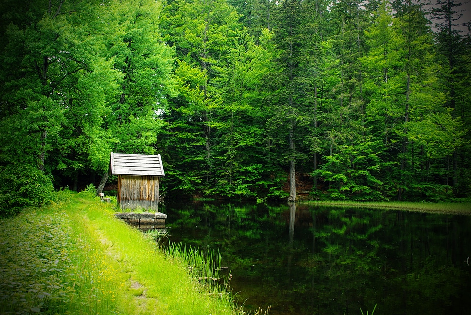 Trees nature bavarian forest